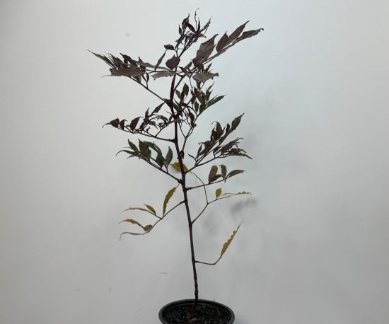 Leea Rubra Burgundy 
