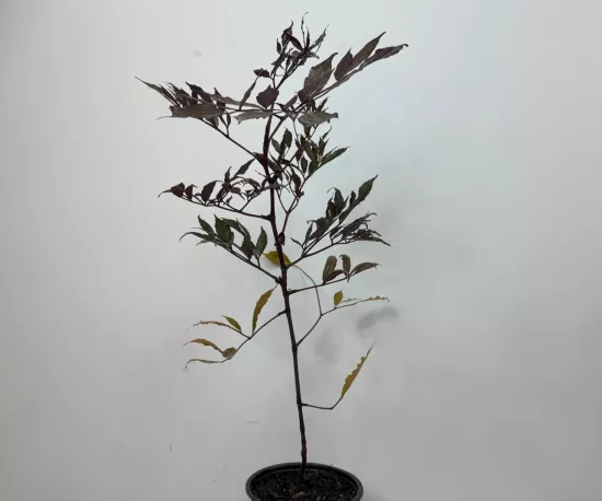 Leea Rubra Burgundy 