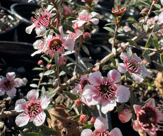 Tea Tree / Manuka