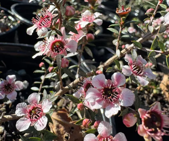 Tea Tree / Manuka