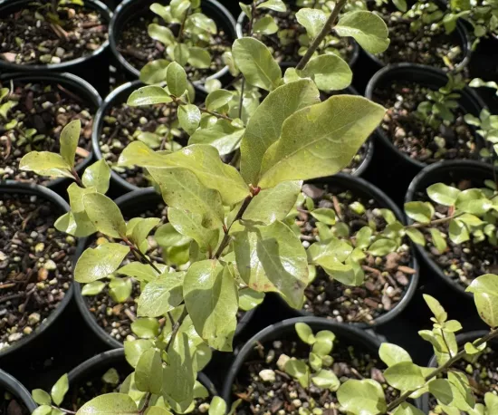 Pittosporum 'Wrinkle Blue'