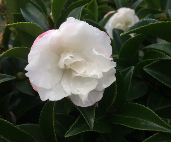 Camellia sasanqua 'Silver Dollar'