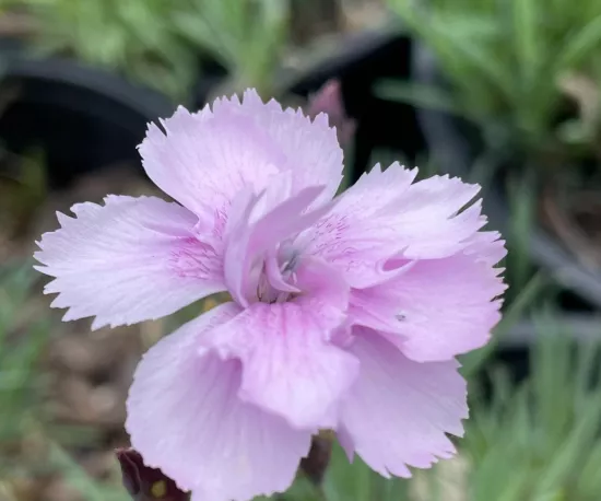 Dianthus 'Brooks's Cottage'