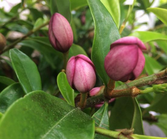 Port Wine Magnolia