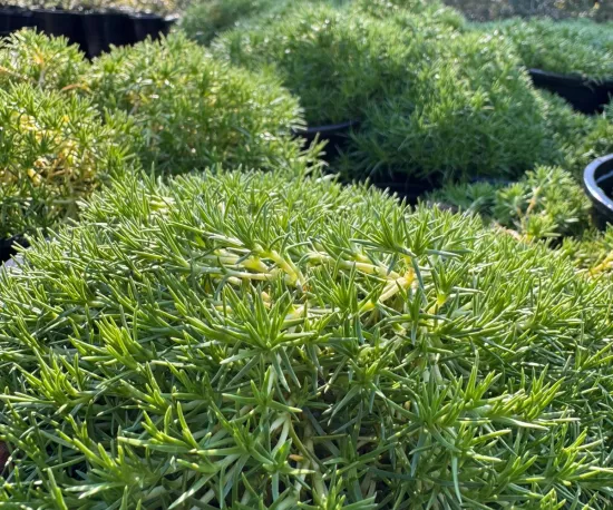 New Zealand Cushion Plant