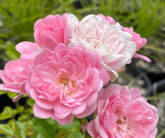 Rosa 'The Fairy'