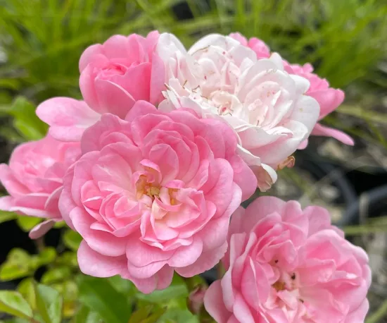Rosa 'The Fairy'