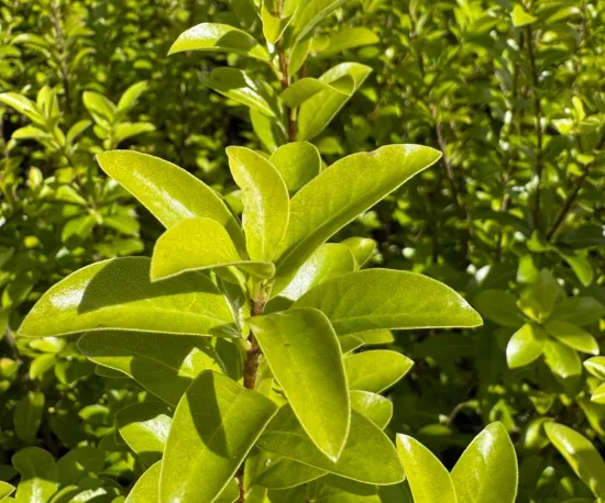 Pittosporum 'Mountain Green'
