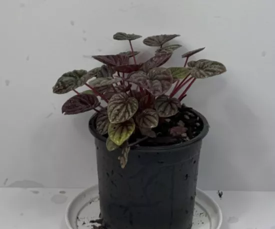 Peperomia Rosso
