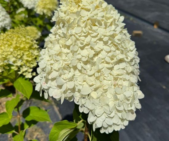 Hydrangea paniculata limelight