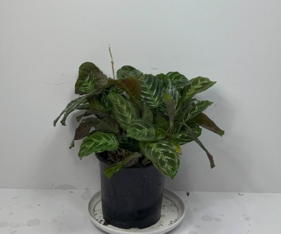 Prayer Plant