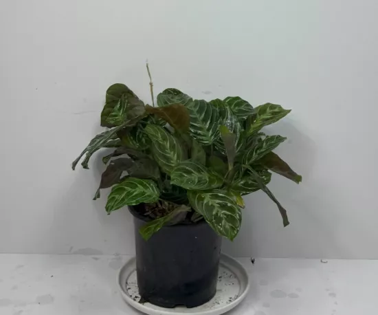 Prayer Plant