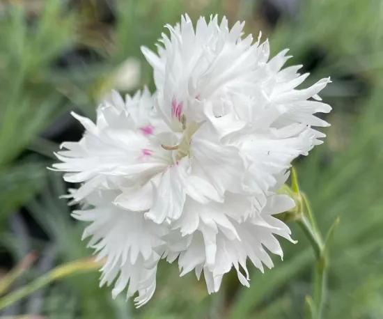 Dianthus Double White