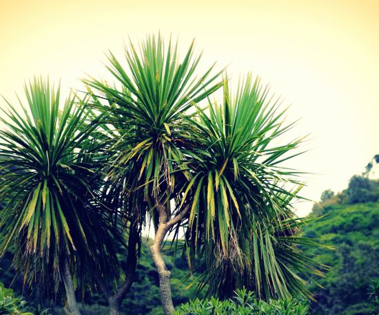 Cabbage tree