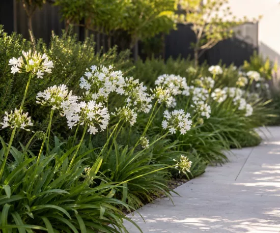 Agapanthus 'Snow White'