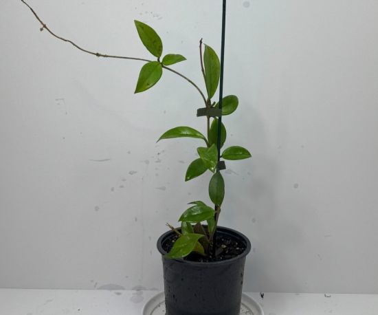 Hoya Caronosa Plant