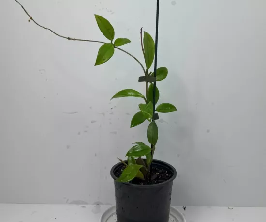 Hoya Carnosa Plant