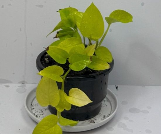 Neon Pothos 