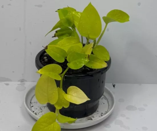 Neon Pothos 