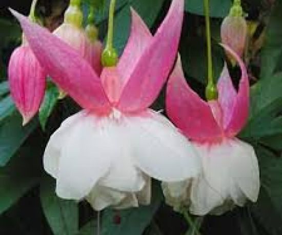 Fuchsia 'Nancy Lou'