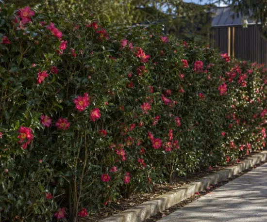 Camellia 'Hiryu'