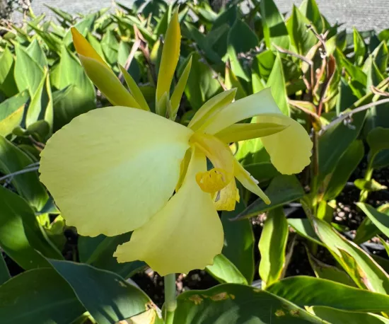 Canna lily