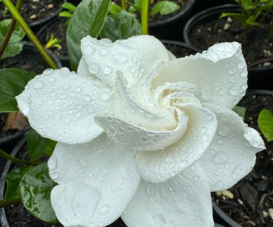 Cape Jasmine