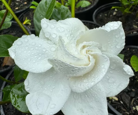Cape Jasmine