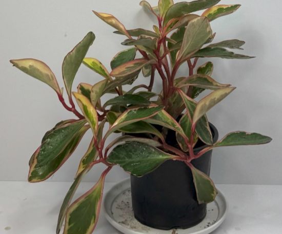 Peperomia Obtusifolia Variegata 