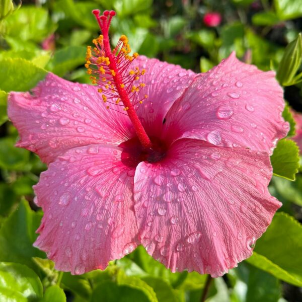 Hibiscus 'Fiji Pink'