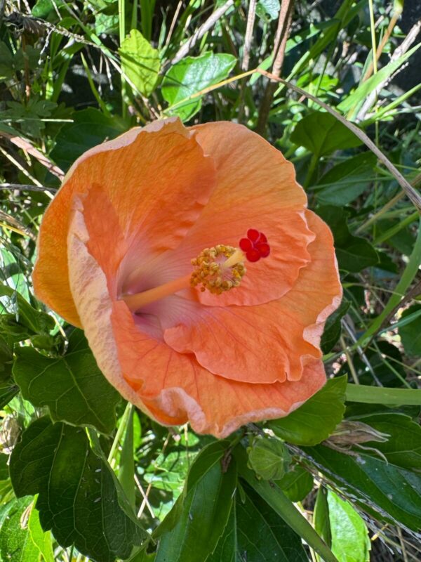 Hibiscus 'Fiji Orange'